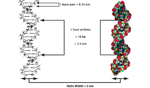 Biology 335 Lecture Notes Nucleic Acid Structure 5