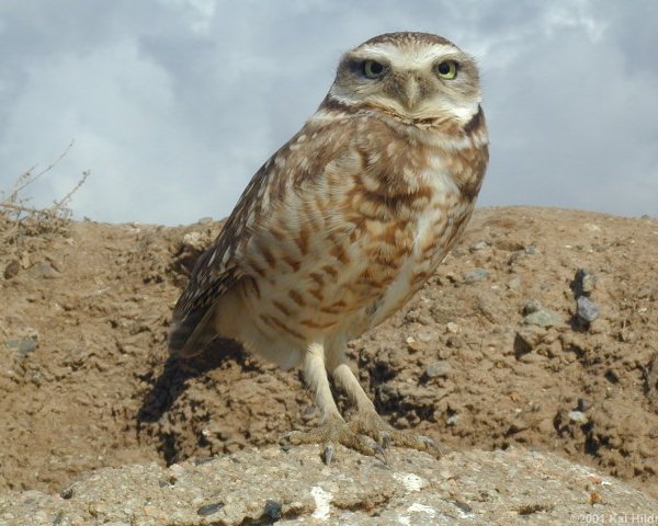 Burrowing owl