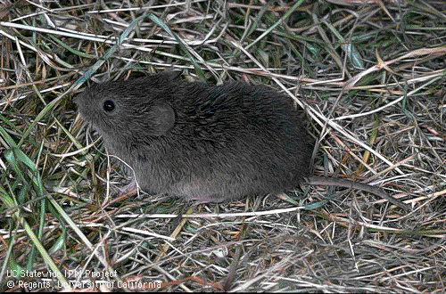 Montane vole