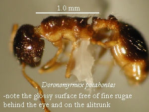 D.pocahontas specimen 1 lateral view