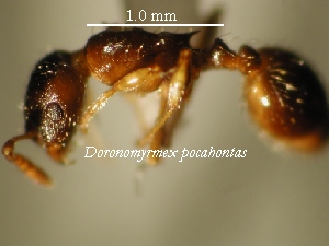 D.pocahontas specimen 2 lateral view