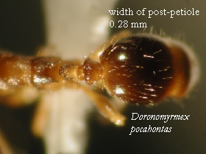 view of post-petiole of D. pocahontas