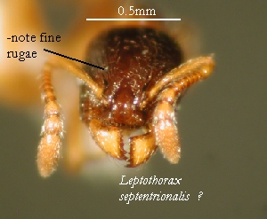 Head of L. septentrionalis