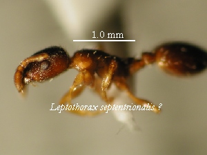 L.septentrionalis specimen 2 lateral view