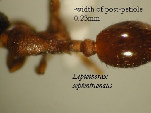 view of post-petiole of L. septentrionalis