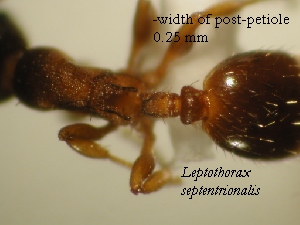 view of post-petiole of L. septentrionalis