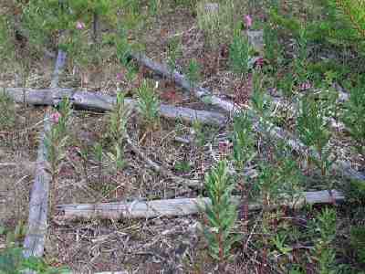 picture of short pieces of CWD post-harvest